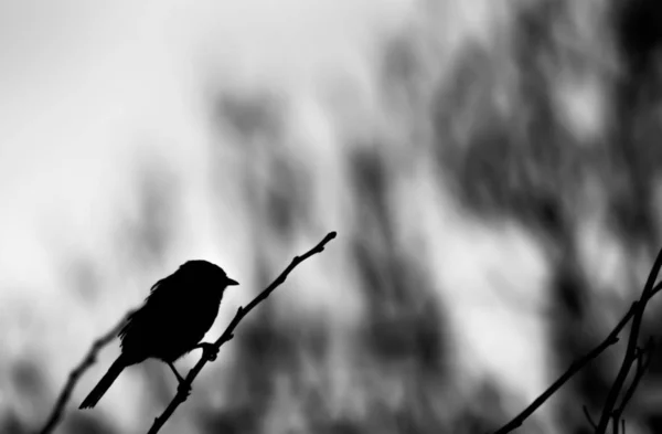 Монохромный Силуэт Томтитской Птицы — стоковое фото