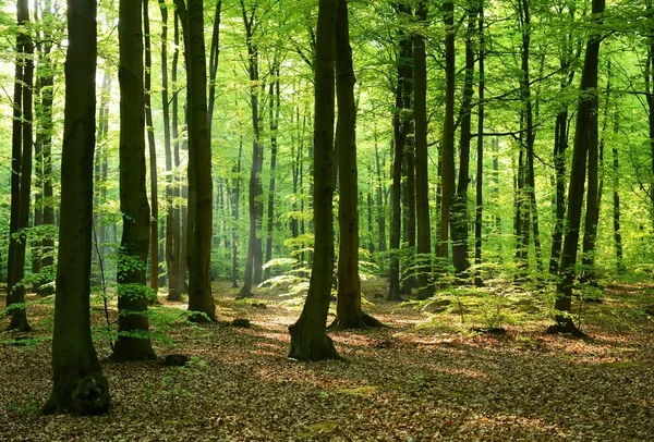 Bela Manhã Floresta Polônia — Fotografia de Stock