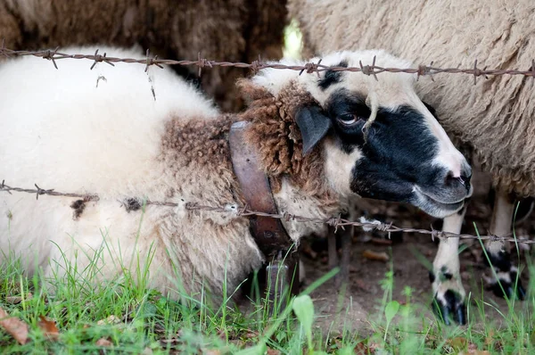 Dikenli Tel Yakınında Siyah Yüzlü Bir Reat Beyaz Koyun Olması — Stok fotoğraf