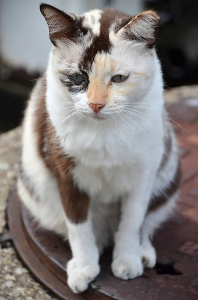 Primer Plano Gato Callejero Gato Salvaje Animal Doméstico — Foto de Stock