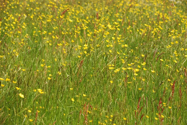 Prairie Heure Jour — Photo