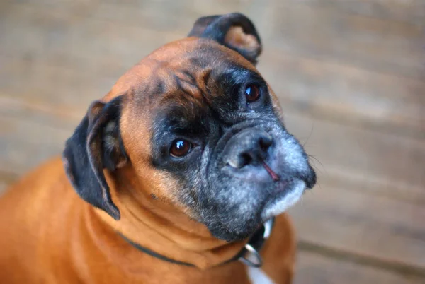 Boxer Dog Face Portrait Closeup — стоковое фото