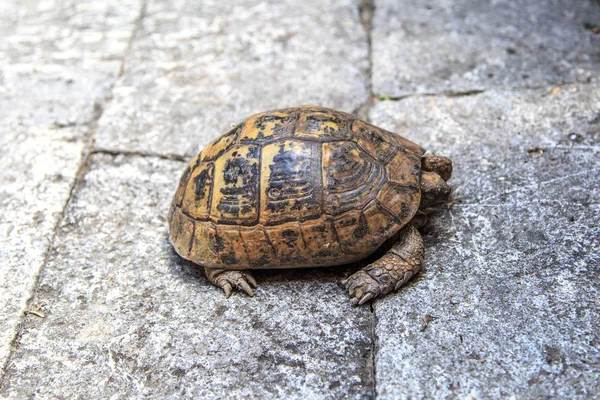 Detailansicht Der Schildkröte Beim Spazierengehen Steingarten — Stockfoto