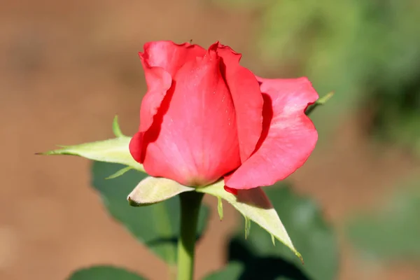 Яркий Красивый Цветок Розы Дневном Свете Крупным Планом — стоковое фото