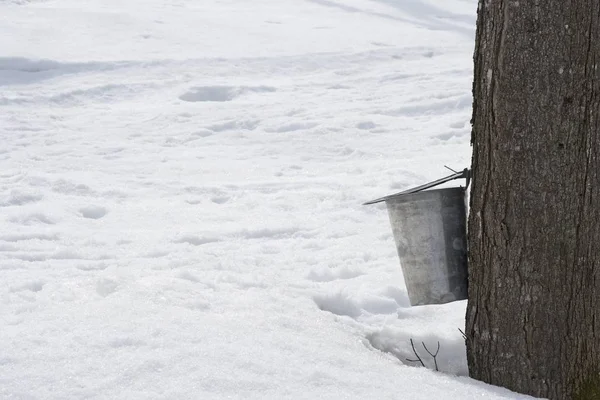 Cubo Para Recoger Savia Arce Unida Árbol Mucha Nieve Alrededor — Foto de Stock