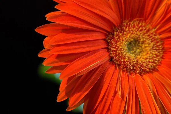 Eine Nahaufnahme Einer Orangen Gerbera Blüte Schwarzer Hintergrund — Stockfoto