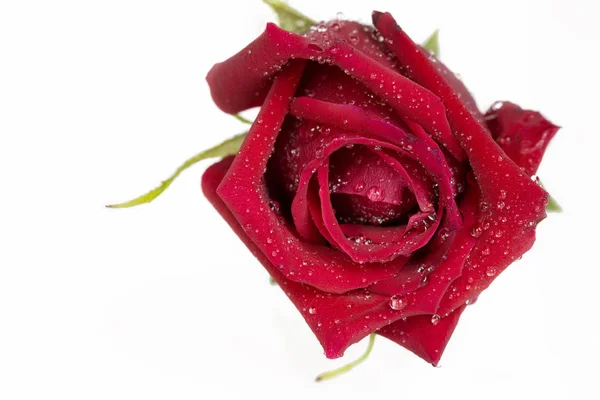 Única Rosa Roja Hermosa Aislada Blanco — Foto de Stock