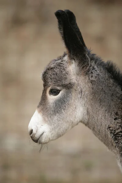 Encuentro Cercano Con Burro Culo — Foto de Stock