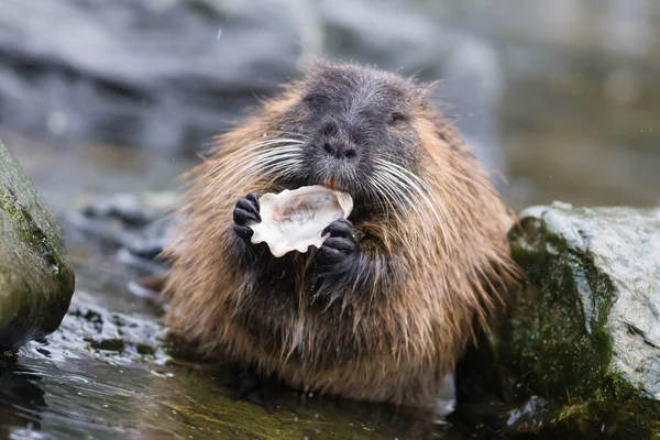 Beverrat Eet Selectieve Aandacht Het Oog — Stockfoto