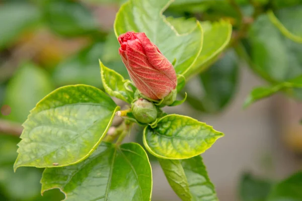 Kryddblomma Rubiaceae Blomma Ixora Coccinea — Stockfoto