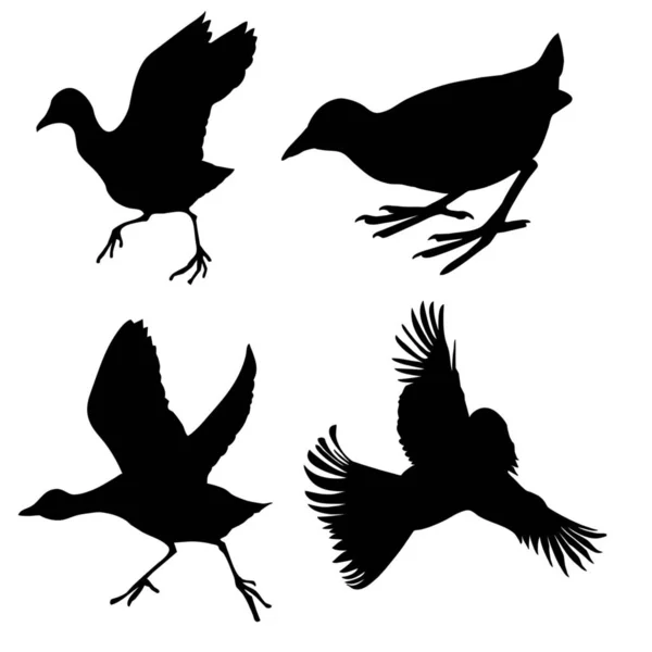 Vector Silhouette Birds White Background — Stock Photo, Image