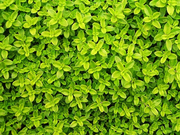 Фон Дрібних Свіжих Зелених Листя — стокове фото