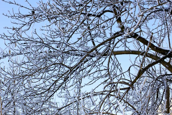 Árboles Invierno Cubiertos Escarcha Contra Cielo Azul — Foto de Stock