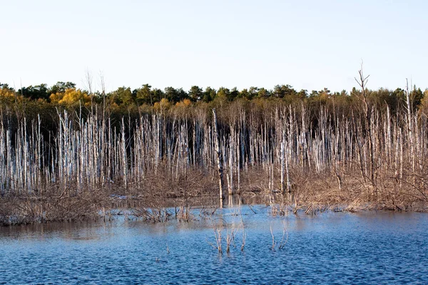 Sjö Med Livlös Tress Omgiven Höst Skog Blå Himmel — Stockfoto