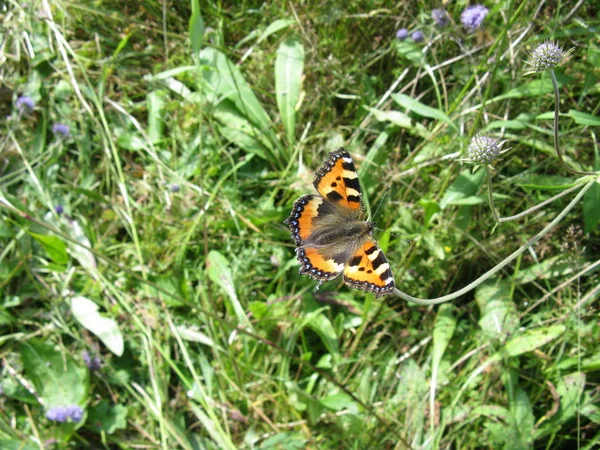 Aglais Urticae Réten — Stock Fotó