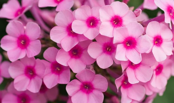 Fermer Vue Sur Les Fleurs Phlox Rose Été — Photo