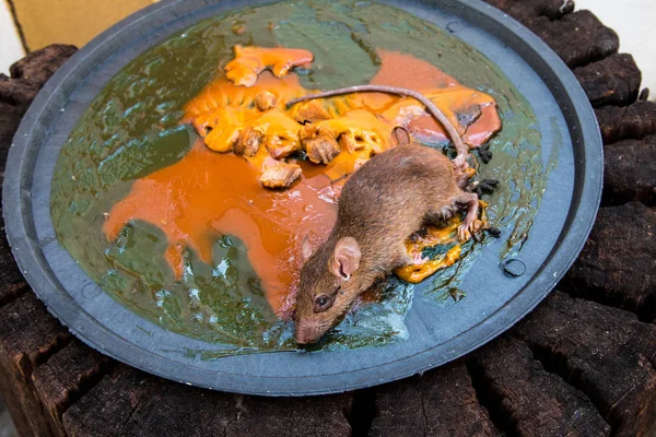 Rat Sur Le Rat Colle Piège Banque D'Images et Photos Libres De