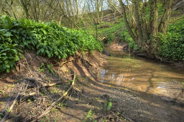 Río Pequeño Con Ribera Fangosa Ramsons Worcestershire Inglaterra —  Fotos de Stock