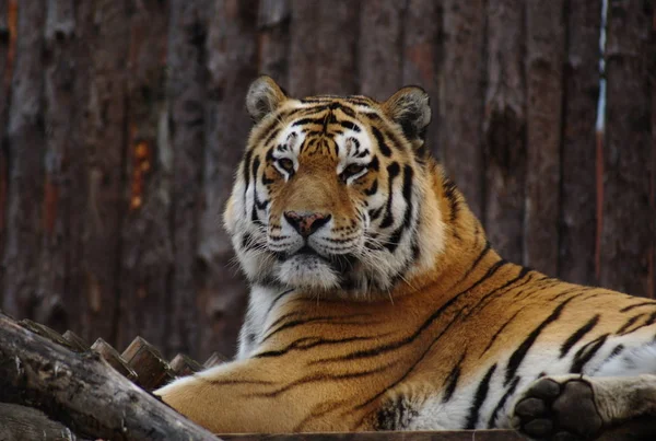 Портретный Тигр Зоопарке — стоковое фото