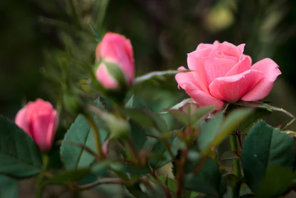 Rosa Miniatura Flor Cheia — Fotografia de Stock