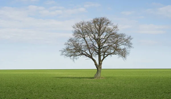 Árvore Lonley Campo Verde Perfeito — Fotografia de Stock