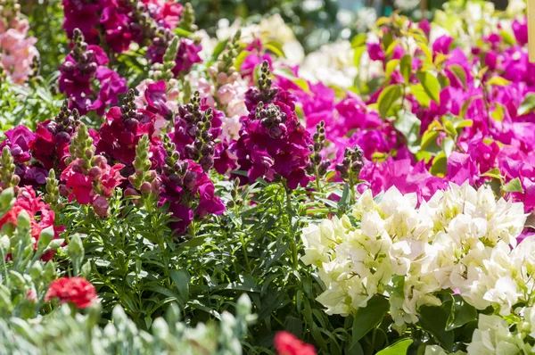 Planta Snapdragon Vibrante Entre Otras Plantas —  Fotos de Stock