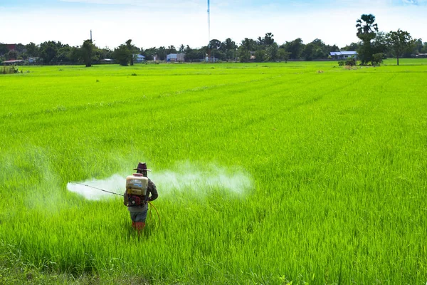 泰国的主要农业 — 图库照片