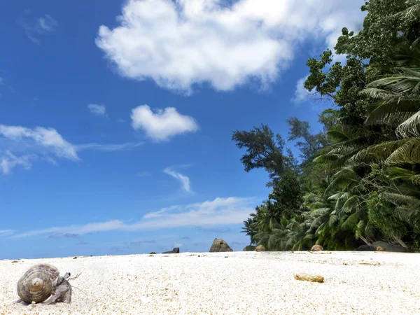 Cangrejo Ermitaño Arrastrándose Playa Arena Isla Silueta Seychelles — Foto de Stock