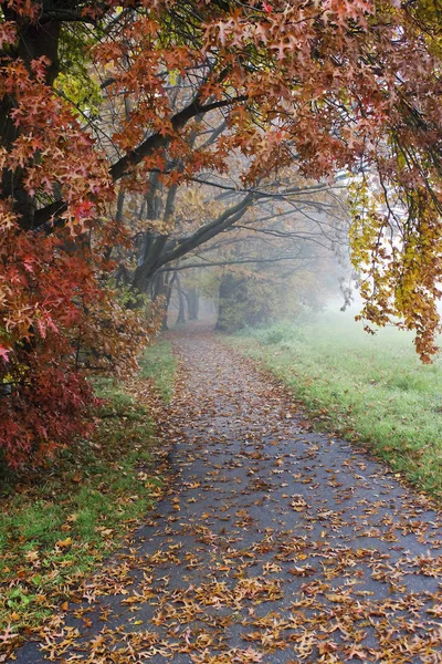 Madrugada Niebla Otoño Parque —  Fotos de Stock