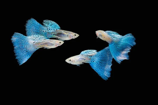 Nadar Azul Guppy Peixe Tropical Pet — Fotografia de Stock