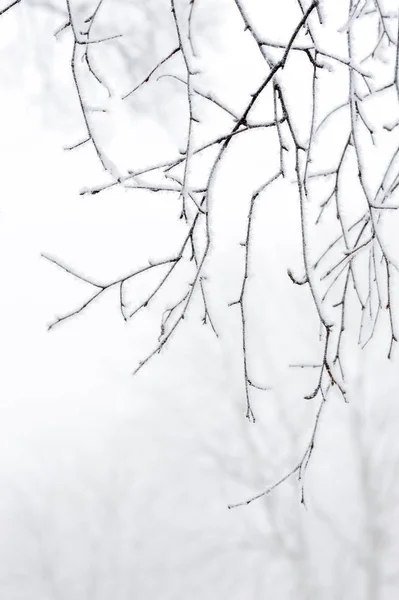겨울에 나무에 — 스톡 사진