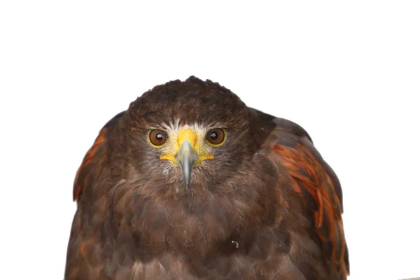 Harris Hawk Bay Winged Hawk — стоковое фото