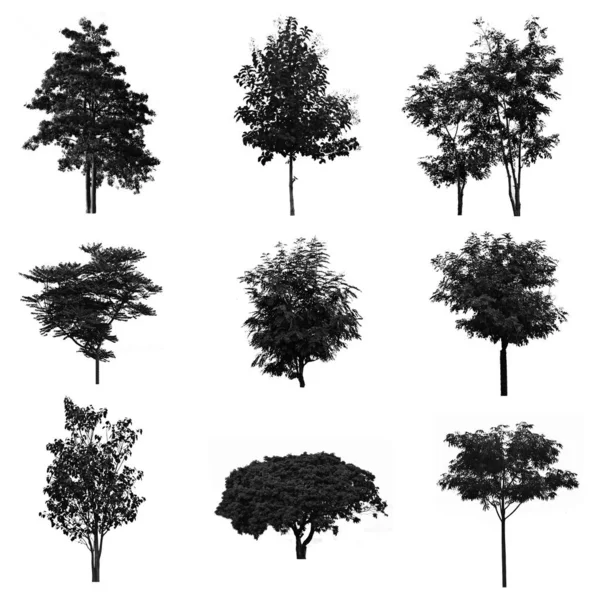 Conjunto Silhuetas Árvores — Fotografia de Stock