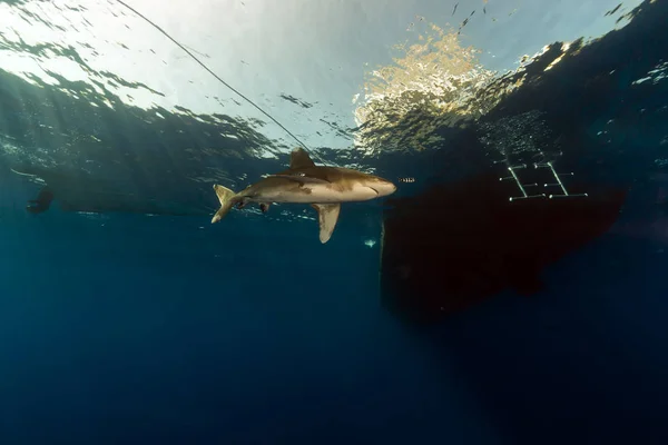 Tiburón Oceánico Carcharhinus Longimanus Mar Rojo Elphinestone — Foto de Stock
