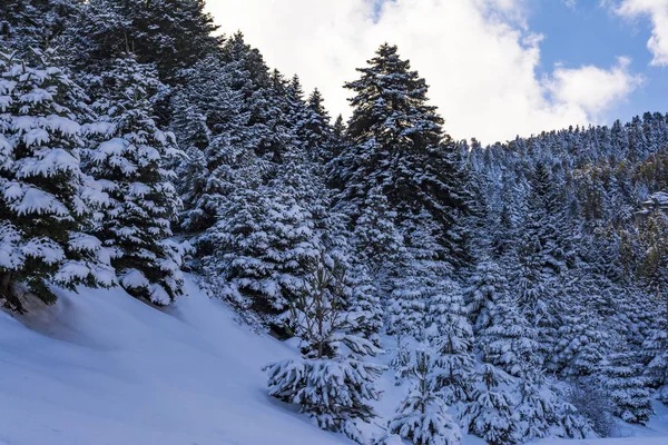 Ziria Abetos Montaña Cubiertos Nieve Día Invierno Korintia Peloponeso Del —  Fotos de Stock