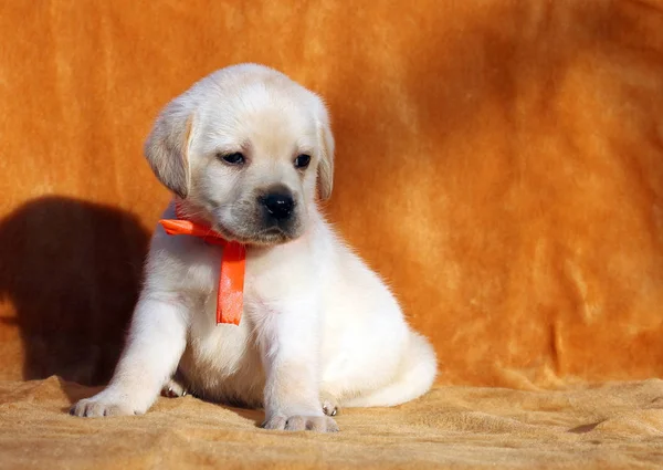 Filhote Cachorro Labrador Amarelo Sentado Fundo Laranja — Fotografia de Stock