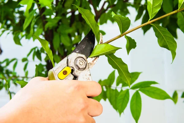 Diferentes Plantas Enfoque Selectivo —  Fotos de Stock