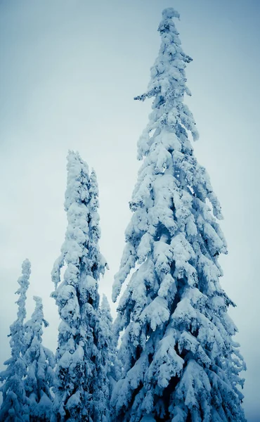 Zimna Scena Zimie Pokryte Śniegiem Świerki Drzewa — Zdjęcie stockowe