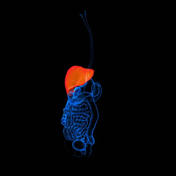 Sistema Digestivo Humano Rojo Hígado Vista Lateral — Foto de Stock
