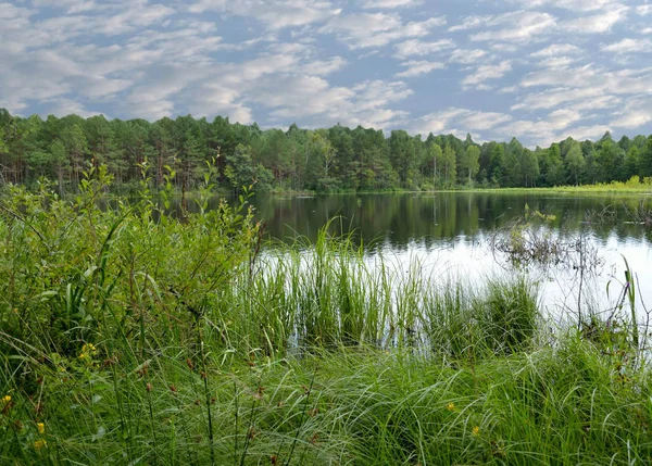Buggy Jezero Panenském Lese — Stock fotografie
