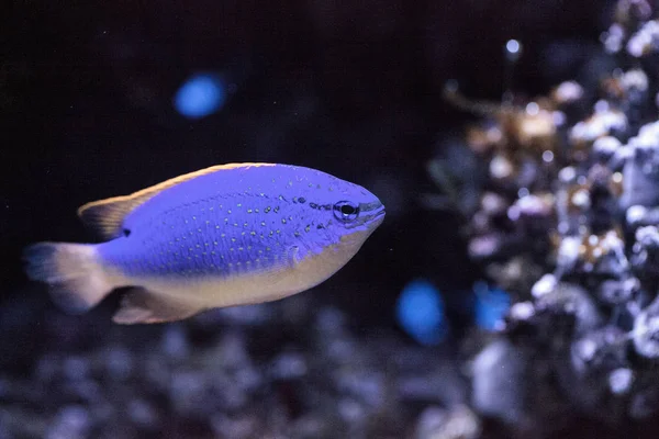 Fiji Blue Diavolo Damigella Crisitteri Parasema Trova Nel Indo Pacifico — Foto Stock