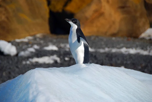 Adelie Pinguino Iceberg — Foto Stock