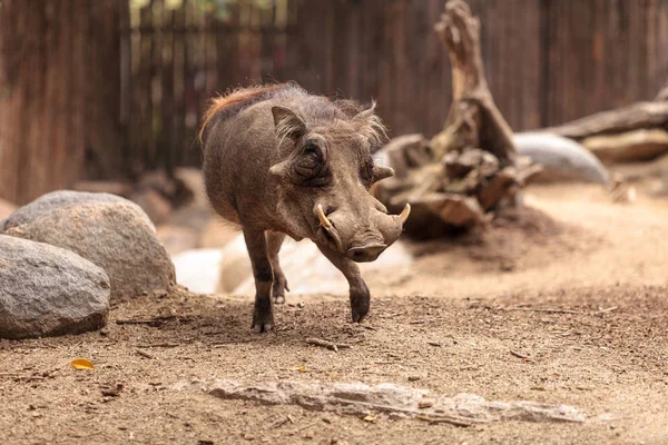 Zimbabwe Namibia Botswana Natal Ortak Warthog Phacochoerus Africanus Denilen Bulundu — Stok fotoğraf