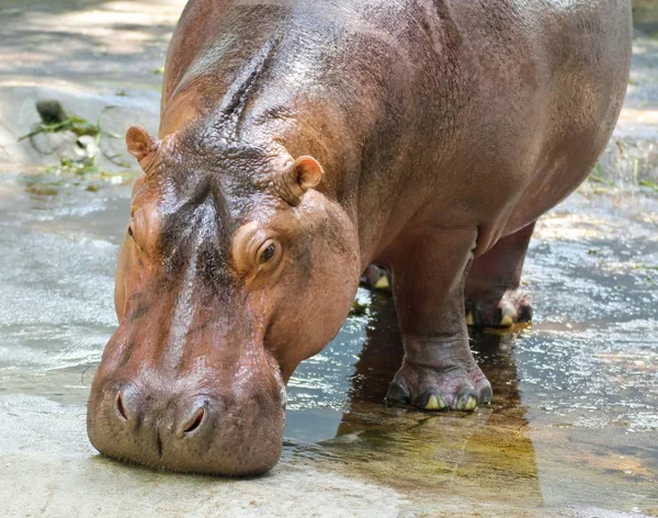 Close Van Nijlpaard Wild Nature — Stockfoto