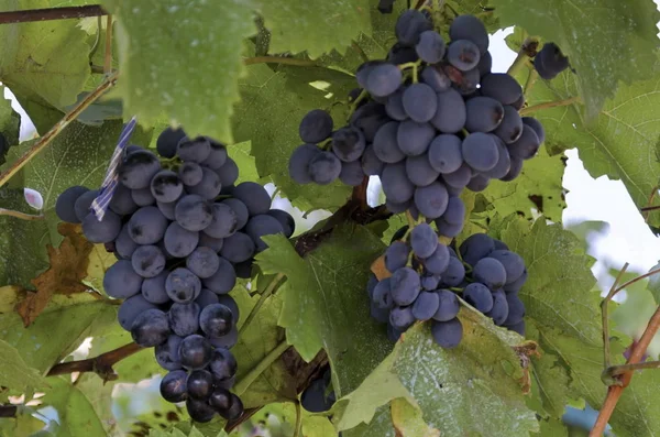 Ramo Uvas Negras Maduras Frescas Para Vid Zavet Bulgaria — Foto de Stock