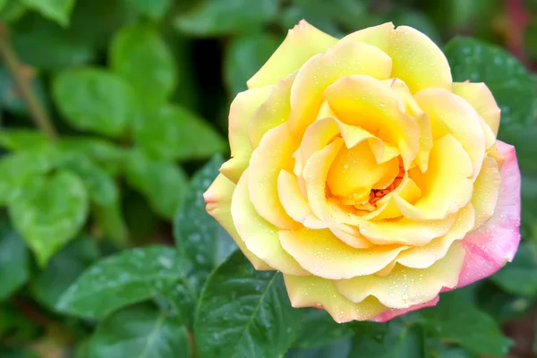 Rosa Amarilla Viva Gotas Rocío — Foto de Stock