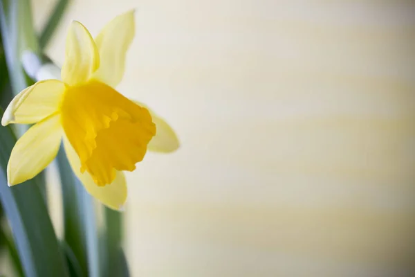 Žluté Narcisy Barevném Pozadí Velikonoční Přání — Stock fotografie