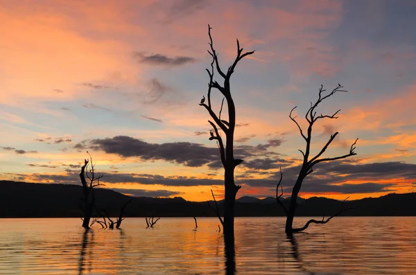 Spectacular Sunset Lake Outback Nsw Australia Birds Roosting Branches Dead — Stock Photo, Image