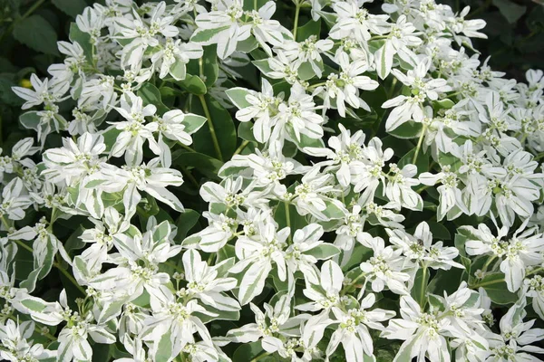 Alanında Birçok Beyaz Çiçek — Stok fotoğraf