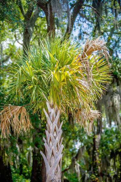 Palmetto Tree Set Carolina Blue Sky — Stock Photo, Image